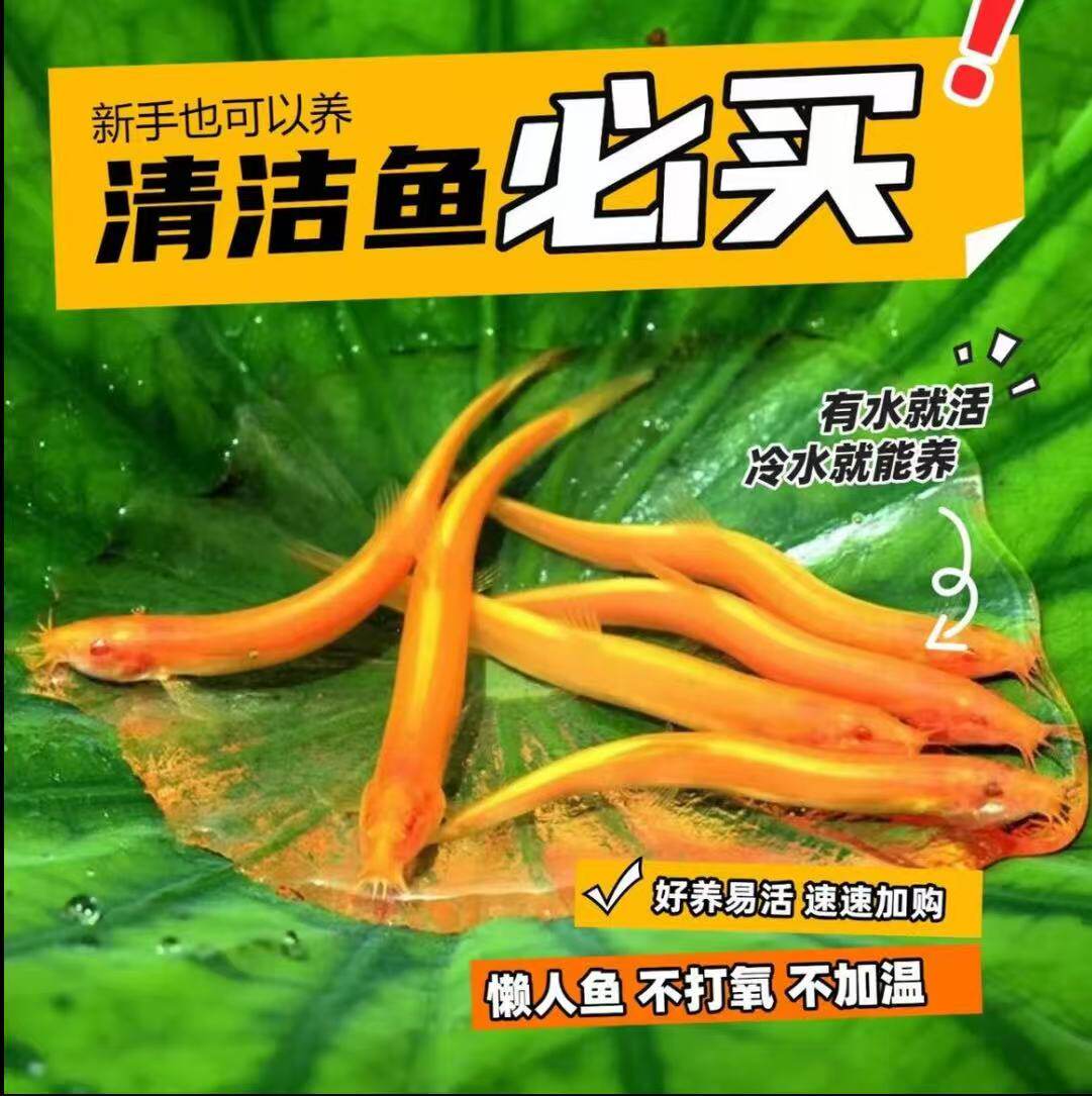 金色泥鳅泥鳅苗清道夫泥鳅活鱼饵清洁鱼好养耐活淡水观赏鱼小泥鳅