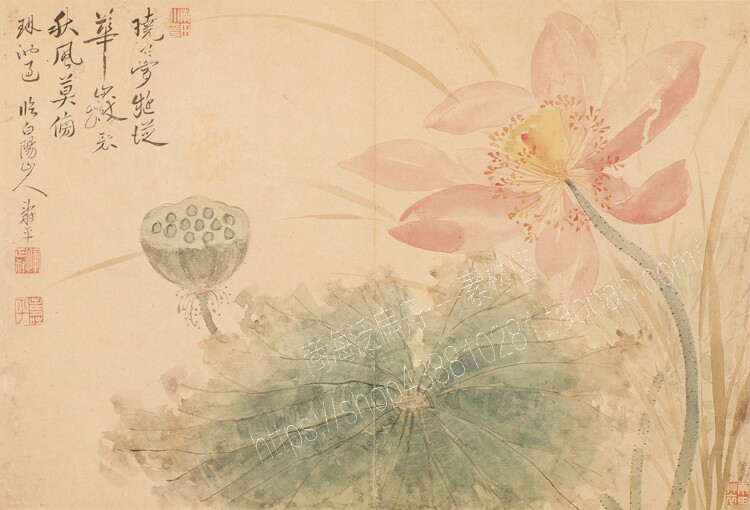 gqq20清恽寿平出水芙蓉临陈淳超高清电子版中国古代名画图片素材