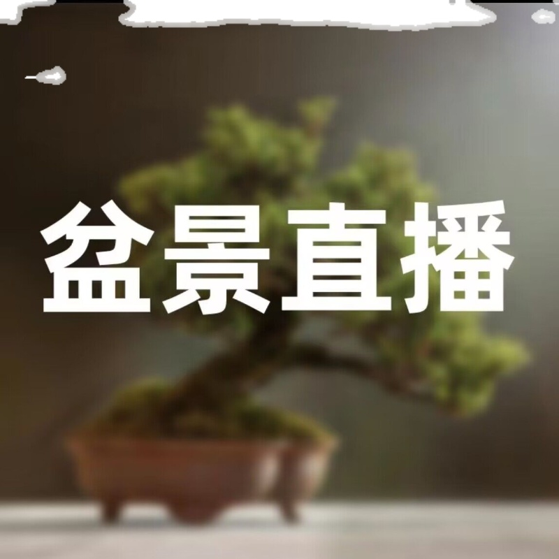 直播间【一物一拍】各种精品微盆景雀舌黄杨小老装枫树金弹子白蜡