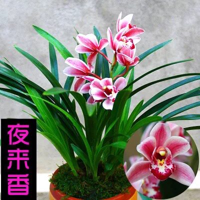 兰花苗墨兰盆栽好养建兰花素心兰浓香花卉盆栽室内植物名贵长青苗