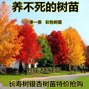 金叶银杏树活苗室外树苗大树庭院风景树大型行道园林绿化工程苗木