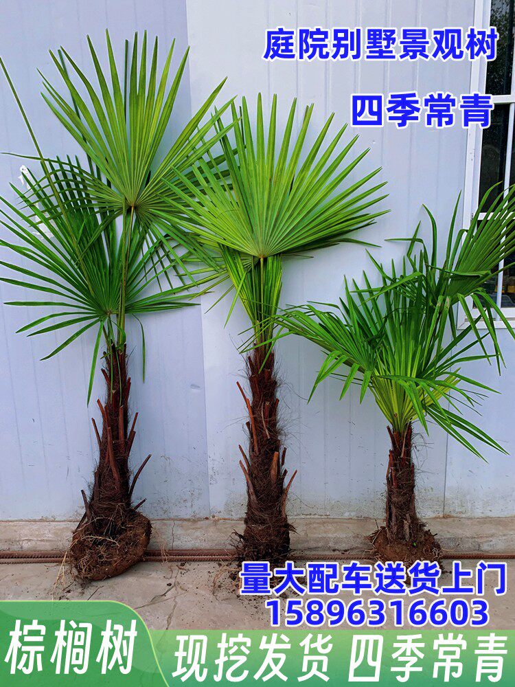棕榈树苗棕树苗棕榈苗扇子树苗四季常青绿化苗木庭院植物盆栽花卉