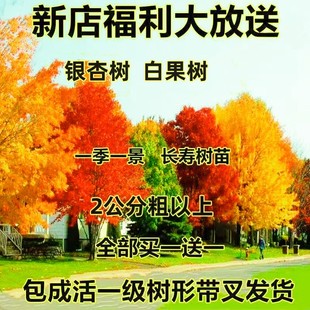 金叶银杏树苗白果活苗庭院别墅绿化苗木行道树银杏大树南北方种植