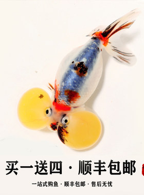 养不活包赔品质保证水泡金鱼