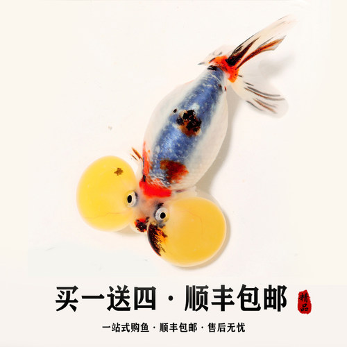 养不活包赔品质保证水泡金鱼