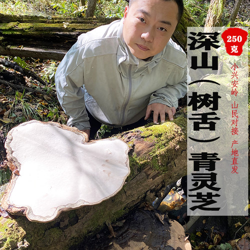 树舌青芝包邮打粉干货长白山泡酒