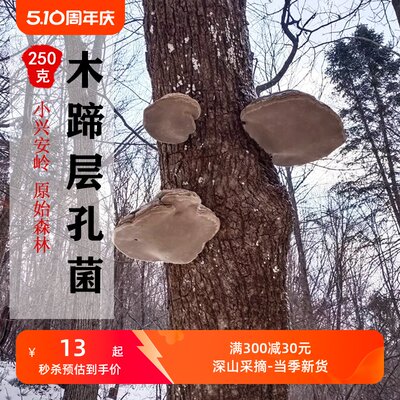 层孔菌大个克以上打粉野生灵芝