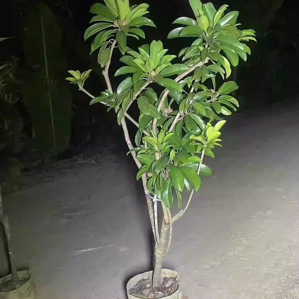 软枝人心果 四季结果品种 果肉蜜甜 含钙量高 产量高