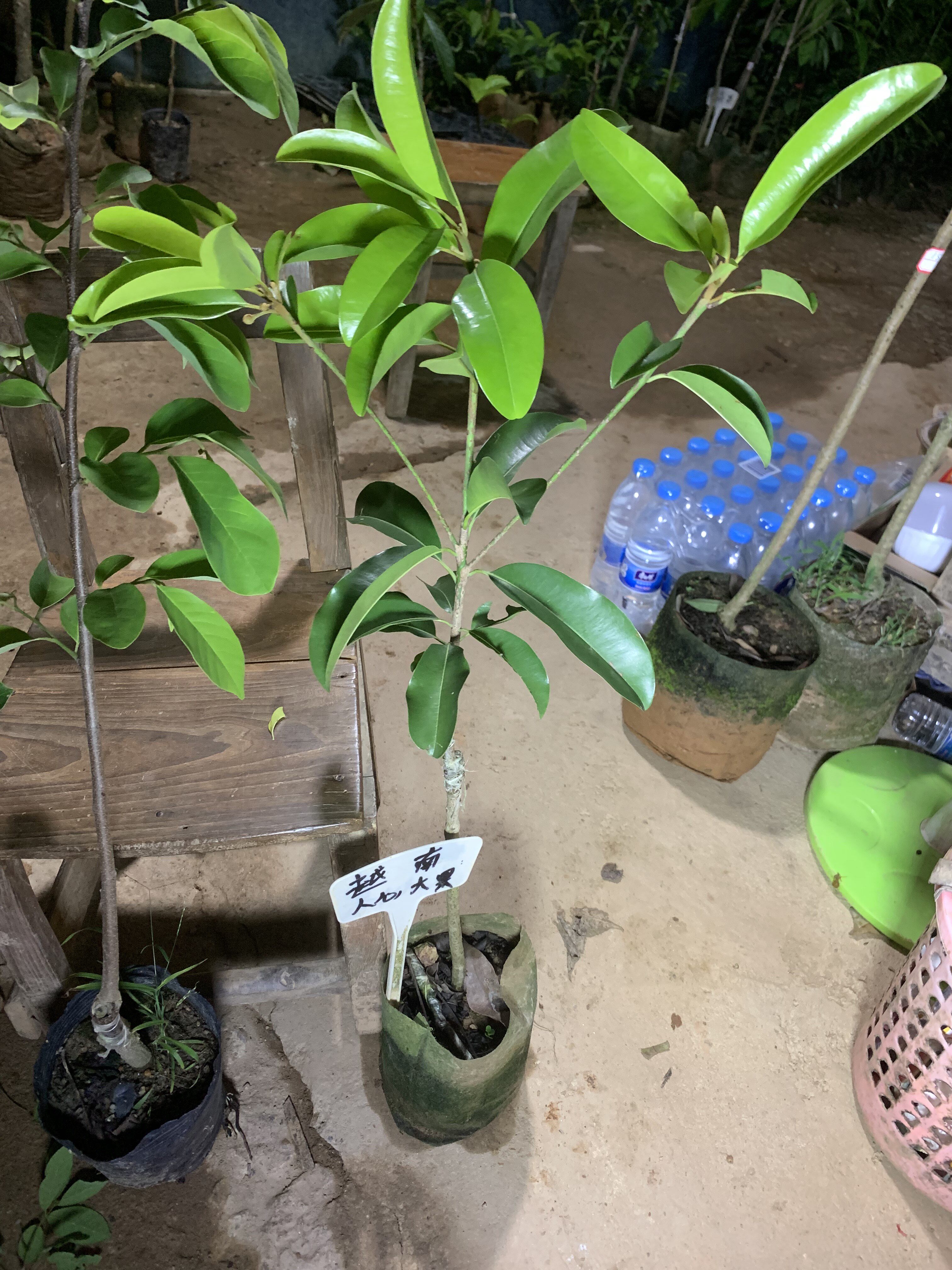 越～南人心大果 四季结果常青 含钙量高 没有沙质感 口感软滑蜜甜