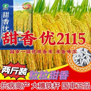 高产浓香型长粒香米水稻种子 国审一级香稻种子 甜香优2115正品
