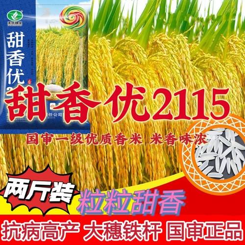高产浓香型长粒香米水稻种子 甜香优2115正品 国审一级香稻种子