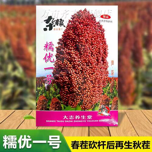高粱种子粘高粱糯优一号高产抗病高粱种子酿酒年糕专用糯高粱种子