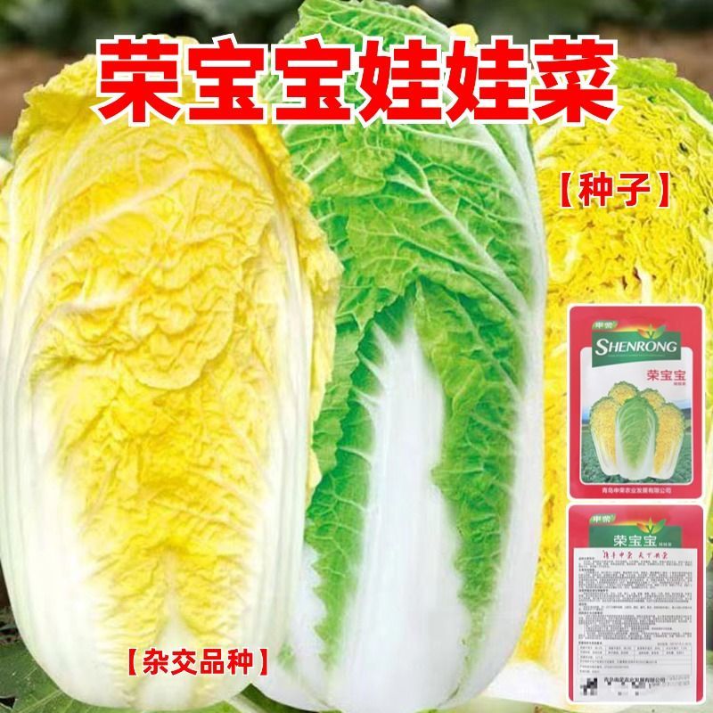 早熟60天高山娃娃菜种子申荣娃娃菜黄心白菜种子耐热耐高温蔬菜种