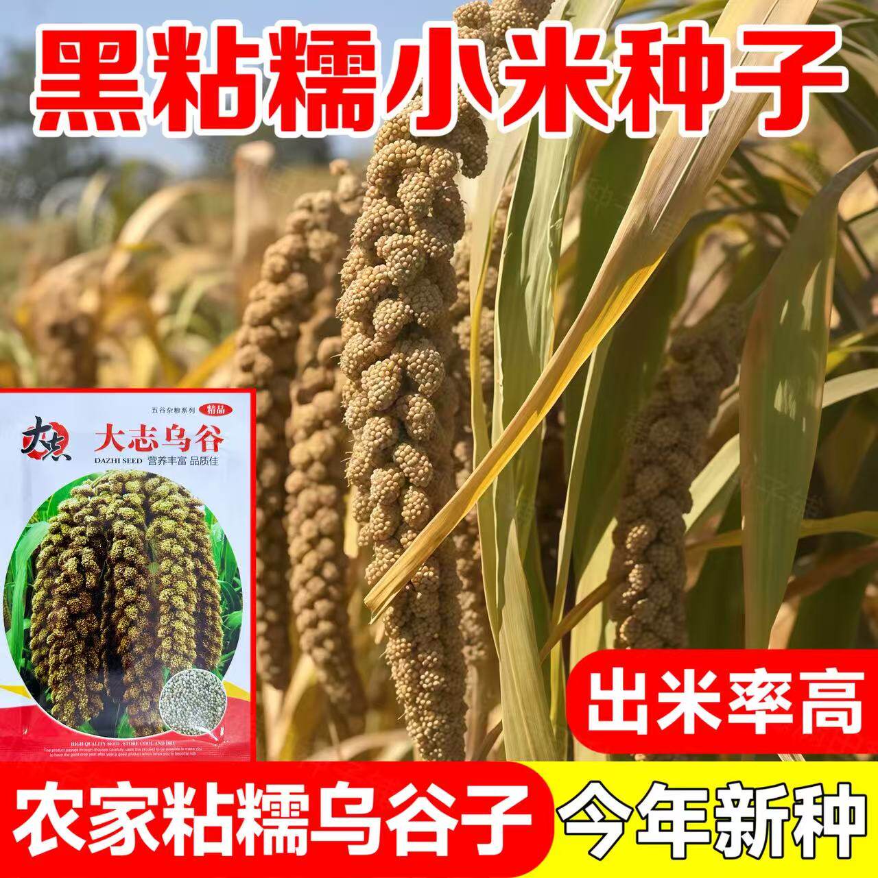 优质黑粘糯小米种子 大志乌谷 高产抗病五谷杂粮粟米种子大田专用