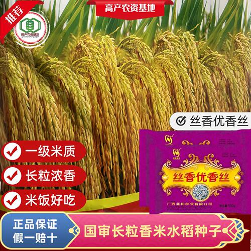 三系杂交水稻种子国审一级香稻浓香型长粒丝苗米抗病抗倒伏性好