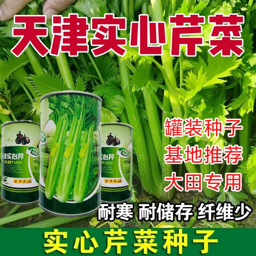 大田专用罐装种子天津实心芹菜种子耐热耐寒蔬菜高产早熟四季播种
