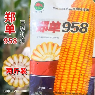 【正品国审】郑单958玉米种子高产抗病耐旱 1kg/袋 春播夏播良种
