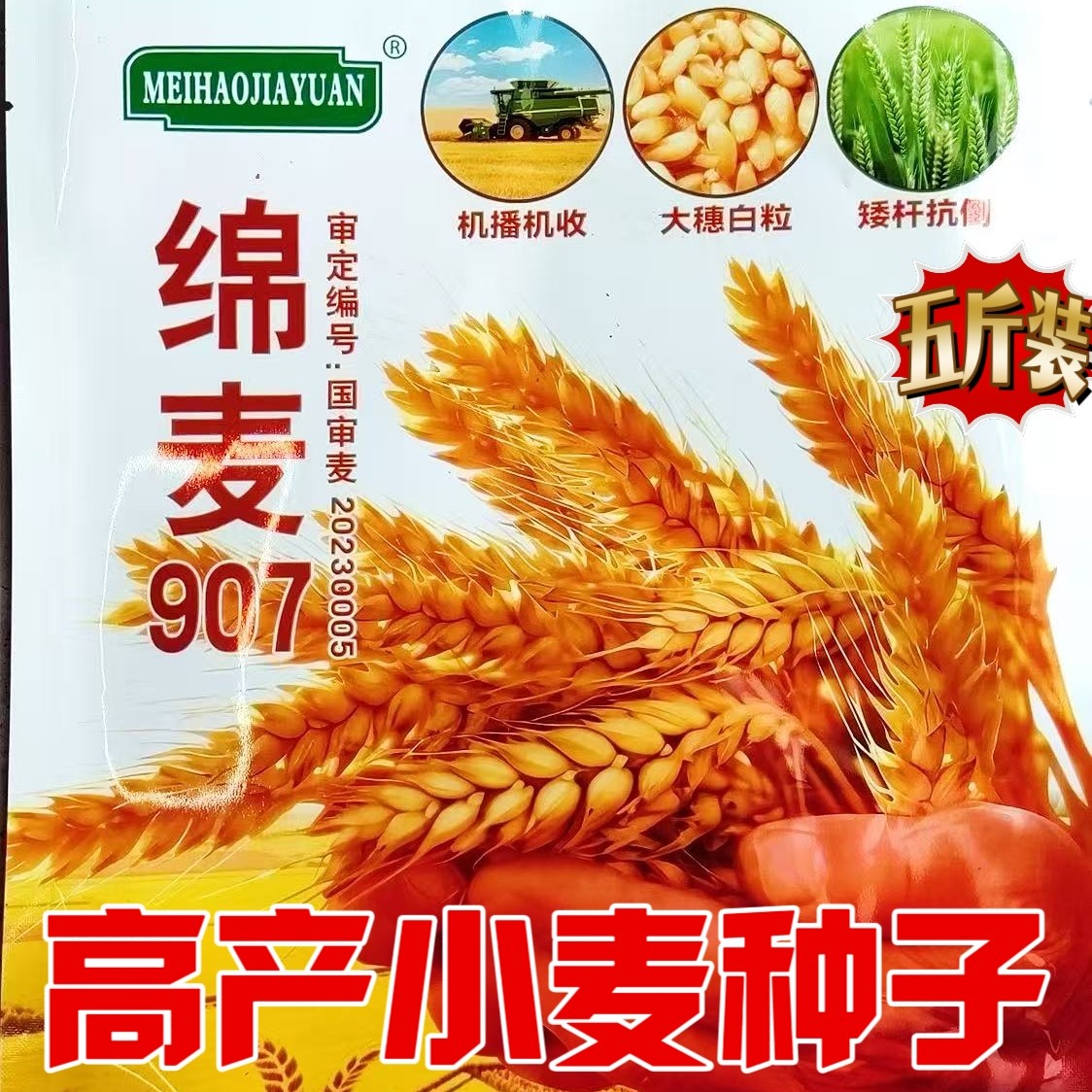 高产小麦种子 棉麦907 国审秋冬小麦种子矮杆抗倒伏高抗小麦种籽