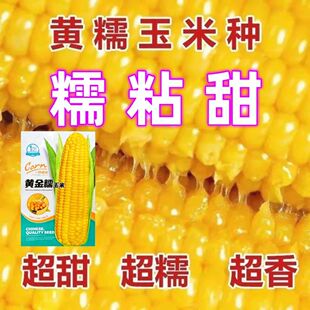 原装黄糯玉米种子农科院新品种非转基因大棒粘玉米杂交大田专用种