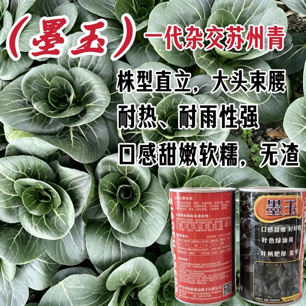 耐热青梗菜种子墨玉苏州青夏季耐高温绿叶青梗菜耐寒矮脚苏州青
