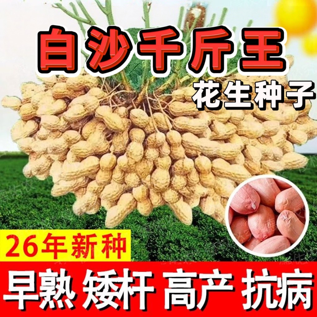 【去壳】白沙花生种子亩产千斤高产高油花生种籽早熟矮杆抗病抗倒