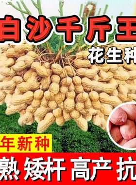 【去壳】白沙花生种子亩产千斤高产高油花生种籽早熟矮杆抗病抗倒
