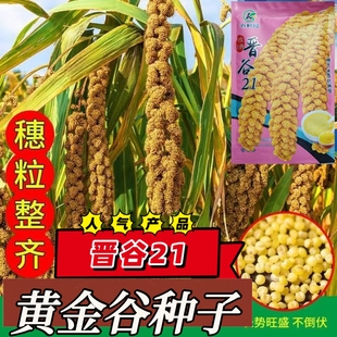 晋谷21黄金谷种子高产抗病黄小米种子粘糯香谷种子耐旱耐涝抗鸟害
