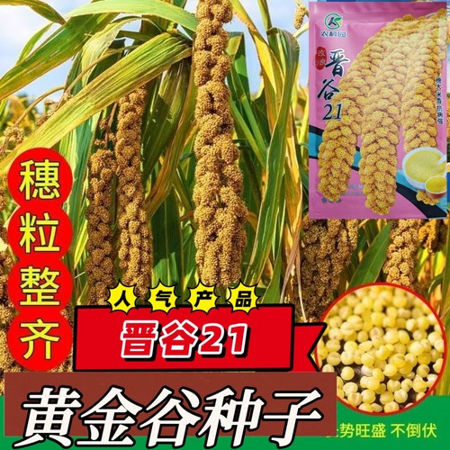 晋谷21黄金谷种子高产抗病黄小米种子粘糯香谷种子耐旱耐涝抗鸟害