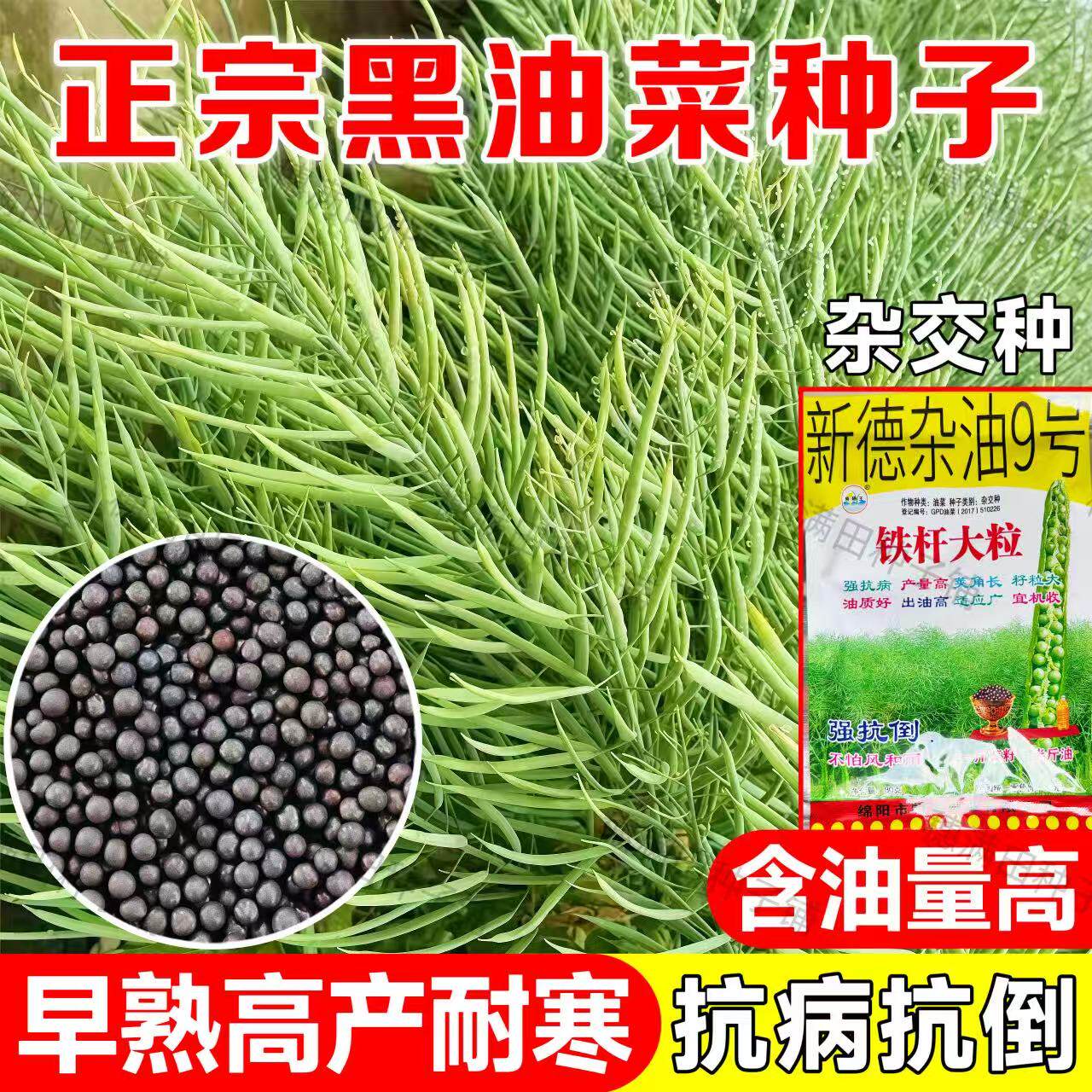 新德杂油9号 铁杆大粒纯黑油菜种子高产抗倒伏强抗病适应广宜机收