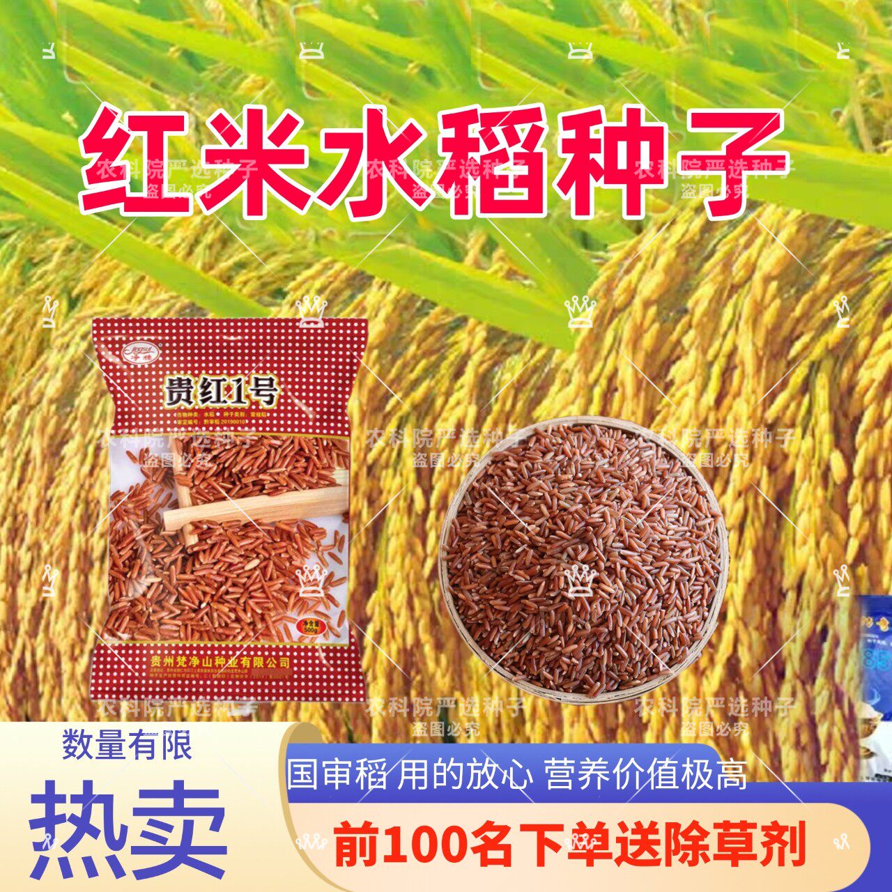 红米水稻种子优质稻谷种子营养价值高特色谷粒种子贵红一号国审稻