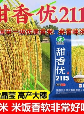 高产杂交水稻种子甜香优2115谷种国审一级香稻种子浓香型香米种子