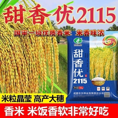 高产杂交水稻种子甜香优2115谷种国审一级香稻种子浓香型香米种子