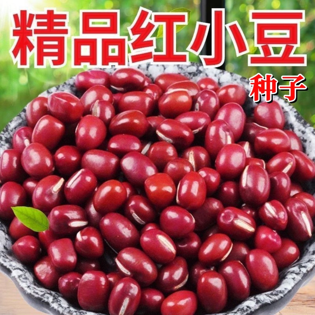 红小豆种子高产早熟大粒农家老品种四季播种赤小豆种籽东北红豆种