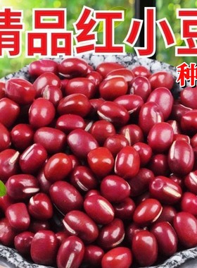 红小豆种子高产早熟大粒农家老品种四季播种赤小豆种籽东北红豆种