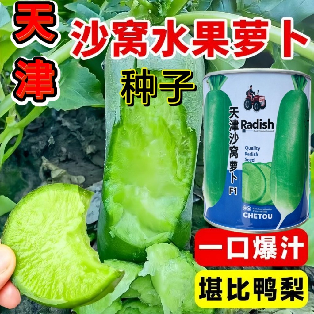 正宗天津沙窝萝卜种子脆甜生吃水果萝卜种籽蔬菜种子基地专用罐装