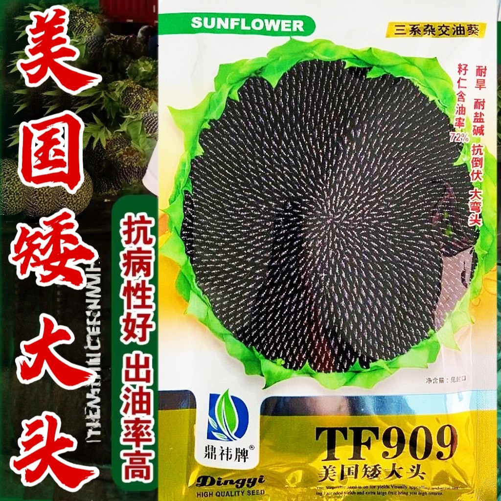 美国矮大头油葵种子 TF909 矮杆高产抗病害抗倒伏油葵籽榨油专用