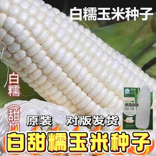 白玉米种子超甜超糯原装种子农科院新品种高产白糯玉米甜玉米种子