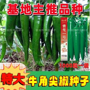 基地主推品种特大牛角青椒种子辣度中等肉厚青辣椒种子高产耐运输