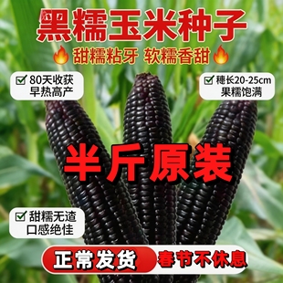 黑珍珠玉米种子高产早熟黑糯玉米种子甜糯玉米苞米种子耐热耐高温