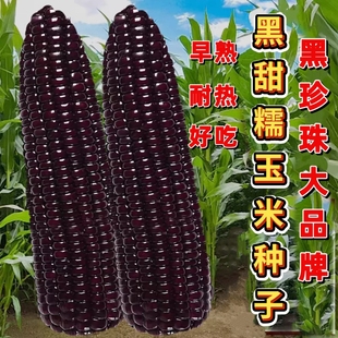 黑甜糯玉米种子珍珠糯玉米黑珍珠超甜超糯黑玉米非转基因蔬菜种籽