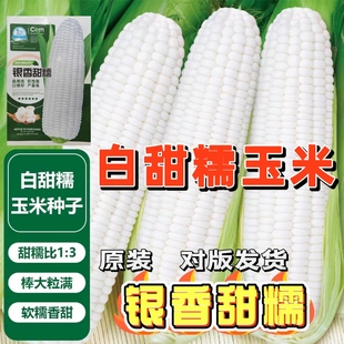 超甜超糯白玉米种子四季种植甜糯玉米种子高产大棒型矮杆早熟玉米