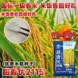 国审一级香稻种子甜香优2115高产杂交水稻种子浓香型长粒香米谷种