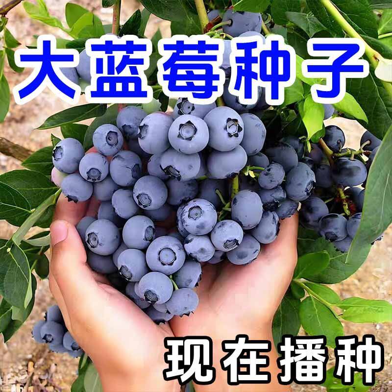 大蓝莓种子四季播种精品蓝莓种籽阳台盆栽庭院新手易种原装种子孑