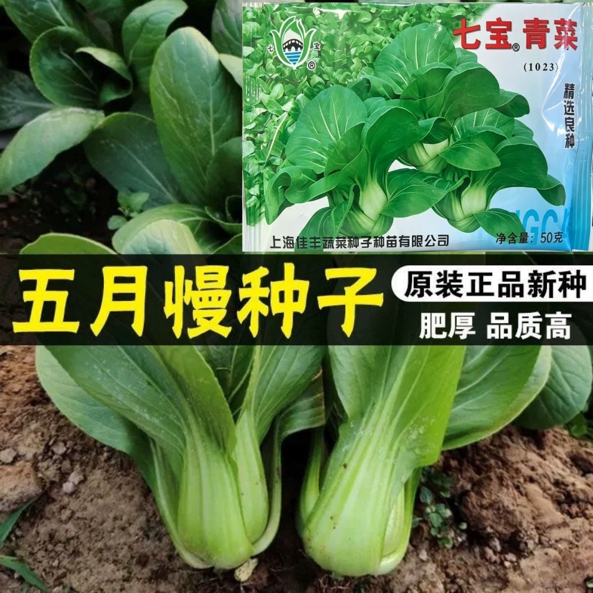 正宗上海青种子五月慢七宝青菜矮脚青梗菜种子耐寒抗冻蔬菜种子