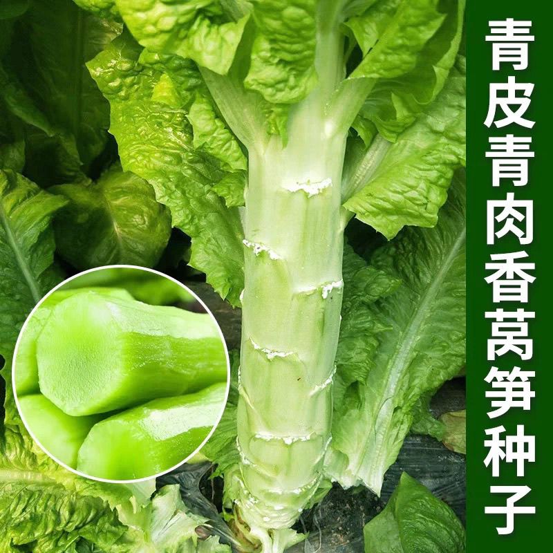 耐热青皮莴笋种子嫩香旺青莴笋种子香味浓郁耐寒莴苣种子三季播种