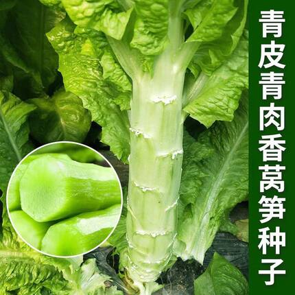 耐热青皮莴笋种子嫩香旺青莴笋种子香味浓郁耐寒莴苣种子三季播种