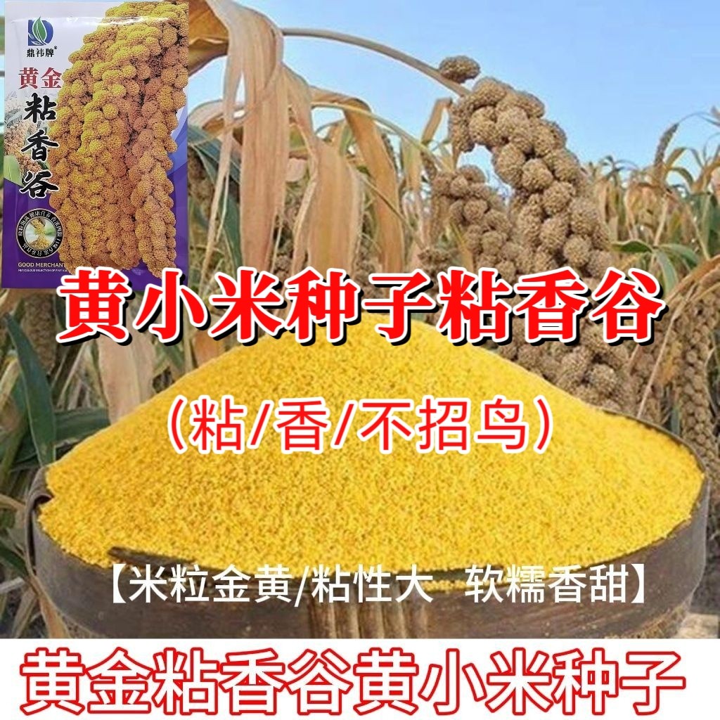 超粘黄小米种子黄金粘香谷种籽米粒金黄高产抗病小米五谷杂粮种子