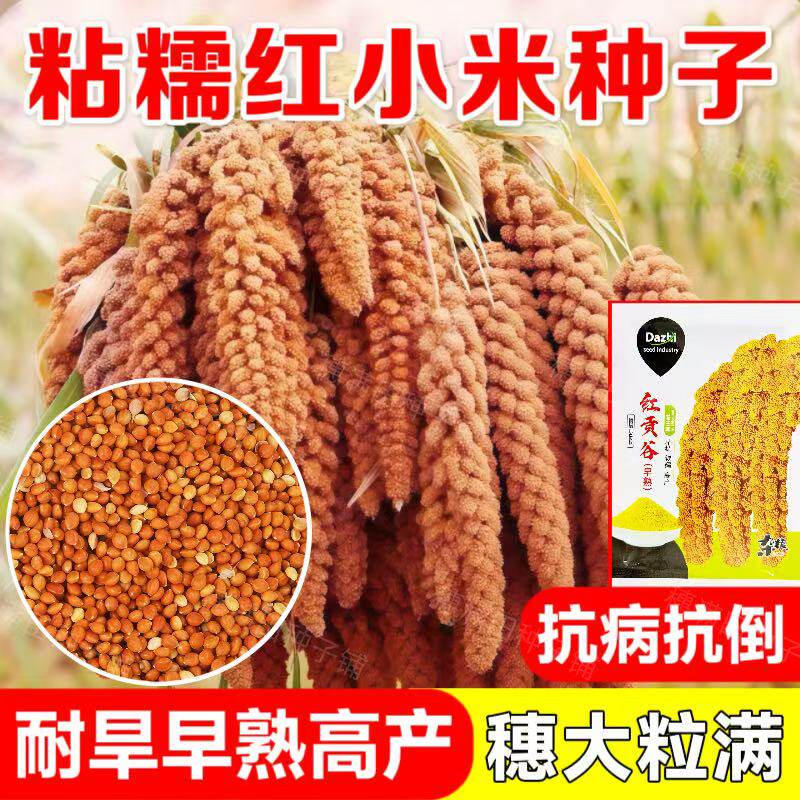 优质红贡谷种子红色小米种子酿酒包粽子糯粟米种子粘香米杂粮种子