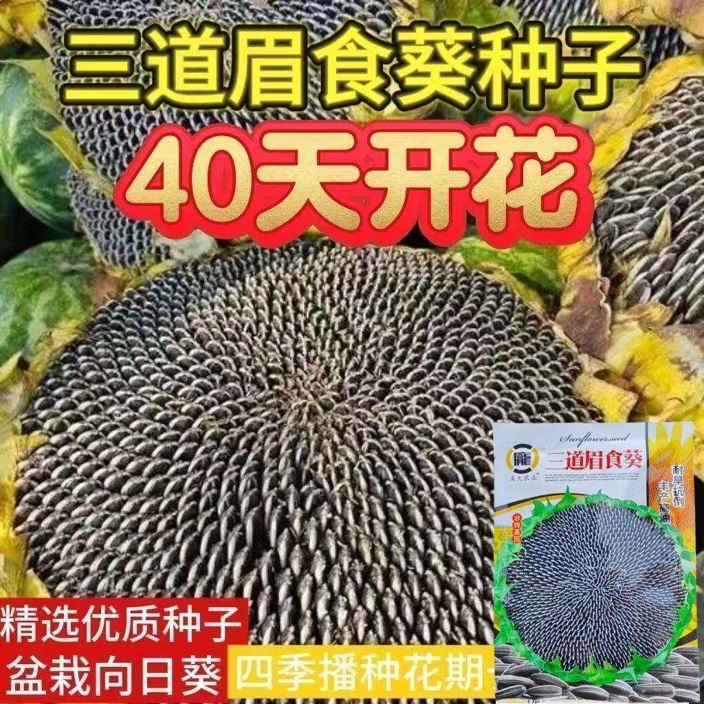 大型食用向日葵种子三道眉葵花籽高产抗病耐热大盘食葵种子向日葵