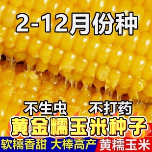 香甜黄糯玉米种子非转基因粘玉米甜玉米东北大棒黄金糯玉米种籽